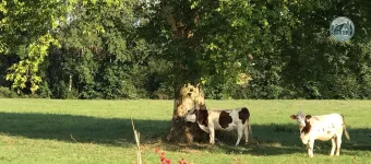 Vaches
