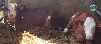 Les veaux de lait