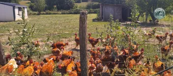 Poules en liberté