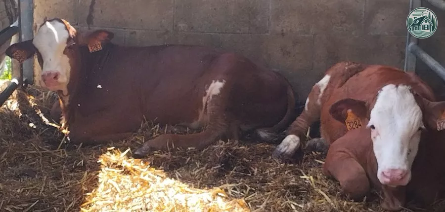 Les veaux de lait