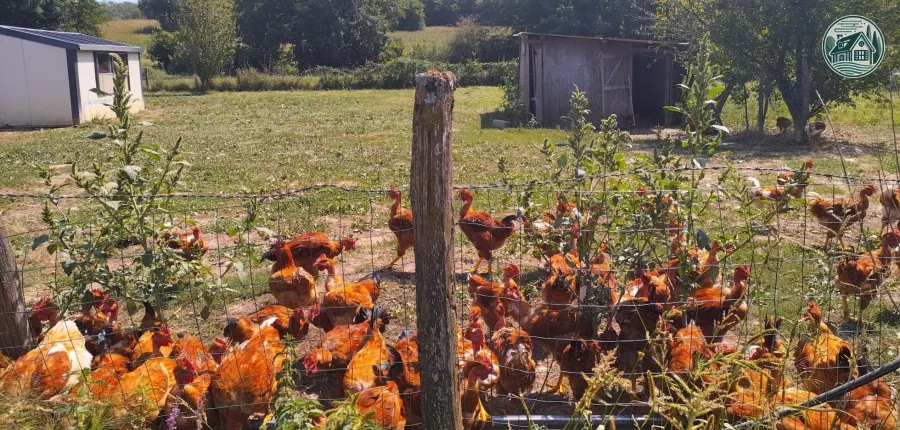 Poules en liberté