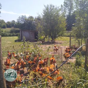 Poules en liberté