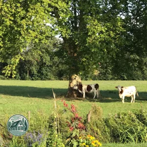 Vaches